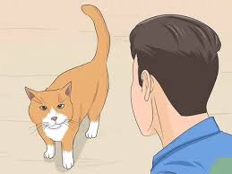 Risks to outdoor cats include traffic, predation from larger animals, and. How To Tame A Feral Cat 14 Steps With Pictures Wikihow