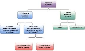 61 expository autonomic nervous system branches