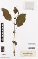 Image result for Triumfetta trichocarpa