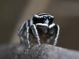 X8a4867 Peacock Spider Maratus Sceletus Pet Spider Spider Jumping Spider