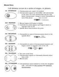 The character of cell cycle worksheet answer key in studying. Mitosis Notes 7th 9th Grade Worksheet Mitosis Biology Worksheet Mitosis Activity