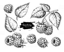 Black And White Vector Drawing Raspberry Vector Drawing Isolated Berry Branch Sketch On White Sketch Background Drawings Vector Drawing