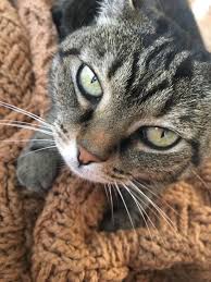 Meet Luna Our Tiny And Adorable Little Cat Http Ift Tt 2foondh