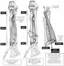 Untreated distal radioulnar joint (druj) injuries can give rise to long lasting complaints. The Middle Radioulnar Joint And Triarticular Forearm Complex Semantic Scholar
