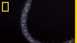 Experts say the mucilage will occur more often because of global warming. Coming Soon To A Beach Near You Sea Snot Neatorama