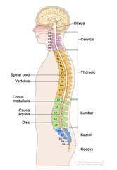 Areas covered include atomic structure, physical properties, atomic interaction, thermodynamics, identification, atomic size. Spine Anatomy Image Details Nci Visuals Online