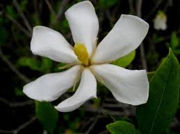 拈花惹草集 梔子花 gardenia plants garden