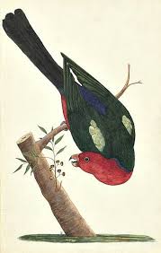 Pin De Colin O Shaughnessy Tucker Em Animalis Animais Pinterest