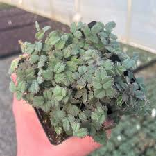 Image result for Bussea xylocarpa