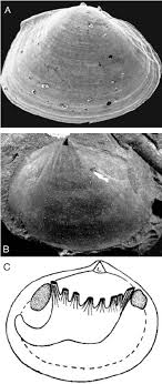Cari produk stiker & label lainnya di tokopedia. 6 A Pojetaia Runnegari From The Botomian Age Early Cambrian Of Download Scientific Diagram