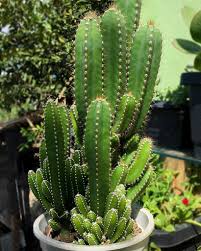 Fungus but it doesn't really make sense. What Adaptations Does A Cactus Plant Have