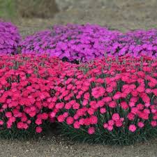 Image result for Dianthus