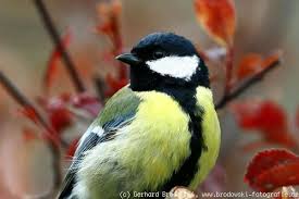 Image result for Kohlmeise vogelhouse