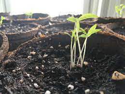 Stretched seedlings with big gaps between sets of leaves and an often pale complexion are classic signs of poor light levels. How To Save Your Seedlings When They Re Long Thin And Pale
