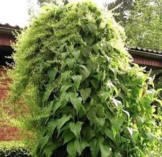 Image result for Stolzia heiligenthalii