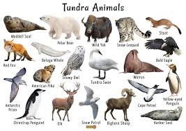 Tundra Animals List Facts Adaptations Pictures Arctic Animals Animals Arctic Animals Crafts