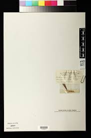 Image result for Andropogon amethystinus