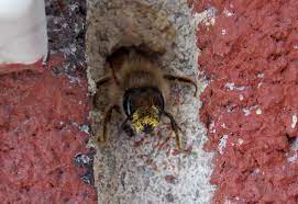 The cell walls are built from mud, brought to the nest site as pellets held in the bee's mandibles and tamped into position with the pair of conspicuous. There S A Bee In The Wall Native Beeology