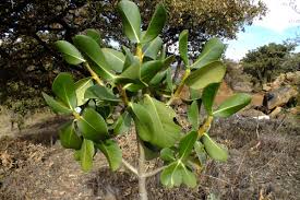 Image result for Clusiaceae