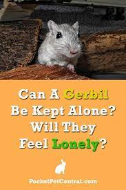Pocketpetcentral Pocketpetcentral On Pinterest Gerbil Feeling Lonely Small Pets