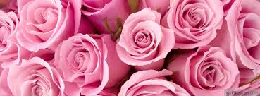 Pink Roses Pink Roses Background Pink Rose Wallpaper Hd Beautiful Pink Roses