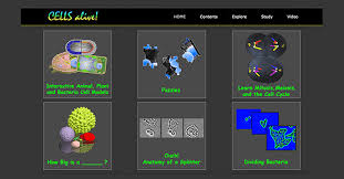 In the prophase nuclear membrane dissolves. Cells Alive