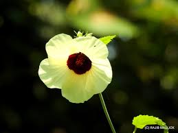 Image result for Hibiscus vitifolius