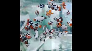 Cahyo aquarium adalah toko yang jual ikan hias laut dengan harga terjangkau dan kualitas yang terjamin. Spesialis Wa 0896 0589 9161 Jasa Seting Toko Supplier Jenis Ikan Hias Air Laut Aquarium Jingle Aquamarine Bogor Indonesia Jual Ikan Hias Air Laut Murah