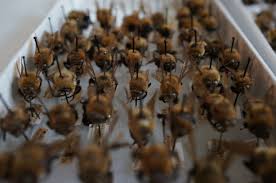 Pest analysis is a tool which helps you to understand the macroenvironment in which an organization functions. One Stop Shopping For Federal Scientific Collections Smithsonian Insider