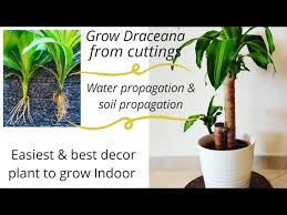 In this guide, we'll show you a few of the best planters for dracaena. How To Propagate Dracaena 100 Successful And Easy Water Soil Rooting Of Lemon Lime Massangeana Youtube