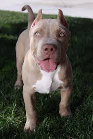 I Wish That People Would Stop Cropping Your Ears I Love The Velvety Feel Of Fluffy Ones Pitbull Dog Puppy Pitbull Dog Pitbull Puppies