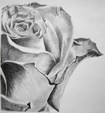 Immagini Da Disegnare Facili Matita Bianco Nero Primo Piano Rosa Petali Compatti Molto Dettagliati Fiori Disegnati A Matita Disegni A Matita Arte Del Fumo