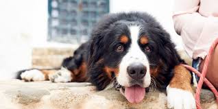 Mini bernedoodles do wonderful with children, and they love to play with a touch of a goofy side! We Can T Handle How Excited This Bernese Mountain Dog Is For His New Baby Sibling Daily Paws