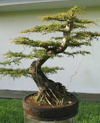 Bucida Spinosa Bonsai Pohon Bonsai Bonsai Tanaman