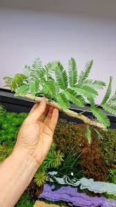 Image result for Neptunia oleracea