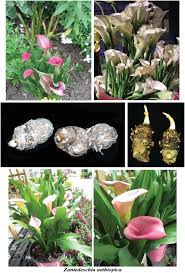 Image result for Eragrostis aethiopica