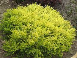 Moderate water needs once established. Coleonema Sunset Gold Front Yard Plants Evergreen Shrub Plants