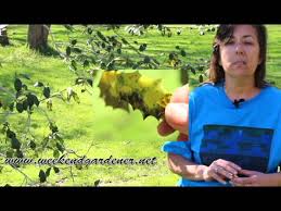 They can be red, itchy, scaly, or dry; How To Identify A Common Holly Tree Plant Disease Youtube