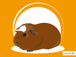 Wann ist das weibchen paarungsbereit und wie erfolgt der paarungsvorgang? Crested Meerschweinchen Im Rasseportrait Markt De