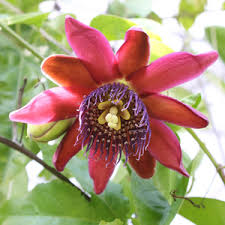 Image result for Passiflora sanguinolenta