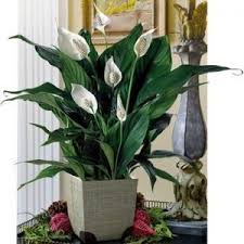 There are many web sites that detail which plants are toxic to. Spring Time Toxins Just Cats Clinic
