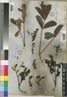 Image result for Lannea edulis