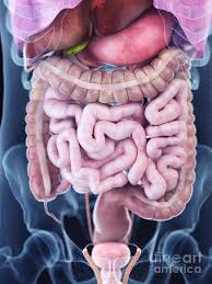 However, the imaging test may be used to diagnose or rule out many other health conditions. Illustration Of The Human Abdominal Anatomy Photograph By Sebastian Kaulitzki Science Photo Library
