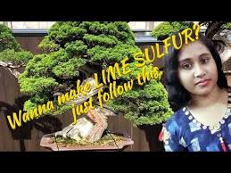 Plums and pears dormant, 1/2c/gal. How To Make Your Own Lime Sulfur For Spraying Fruit Trees Youtube
