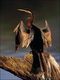 Birds Of South Africa Images Darter Southafrica South African Birds Beautiful Birds Pet Birds