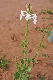 Image result for Chascanum hederaceum