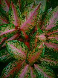 My Aglaonema Hybrid Ide Berkebun Kebun Tanaman