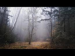 A Misty December in the PNW