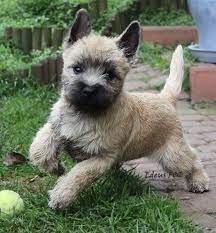 Cairn Terrier Puppiess 22 Cairn Terrier Puppies Terrier Puppies Cairn Terrier