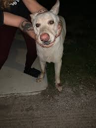 Show me those gorgeous white GSD's!!